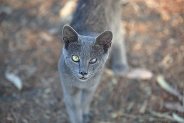 Portrait of cute gray young cat with sore eye in park