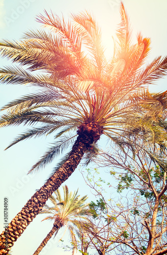 Foto-Schiebegardine mit Schienensystem - Palm trees against blue sky, Palm trees at tropical coast, vintage toned and stylized, coconut tree, summer tree, vacation travel concept (von Aleksandr Matveev)