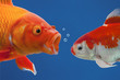 A big angry fish shouting at a small one, the small goldfish looking down ashamed