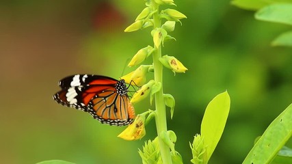 Sticker - Butterfly eating pollen of flower, outdoor Chiangmai Thailand