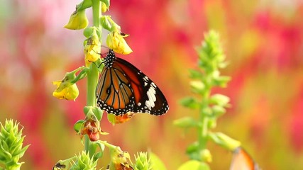 Sticker - Butterfly eating pollen of flower, outdoor Chiangmai Thailand