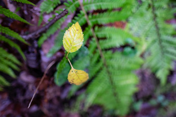 Two yellow leaves on a fern background 