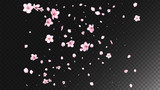 Fototapeta  - Nice Sakura Blossom Isolated Vector. Pastel Flying 3d Petals Wedding Pattern. Japanese Bokeh Flowers Illustration. Valentine, Mother's Day Magic Nice Sakura Blossom Isolated on Black