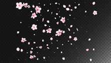 Nice Sakura Blossom Isolated Vector. Pastel Flying 3d Petals Wedding Pattern. Japanese Bokeh Flowers Illustration. Valentine, Mother's Day Magic Nice Sakura Blossom Isolated On Black