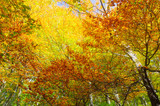 Fototapeta  - Trees with golden and yellow leaves