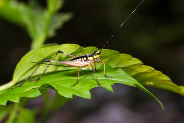 Canvas Print - Beautiful yellow bush cricket (family Tettigoniidae aka katydids) during a ecotourism jungle hike in Gunung Leuser National Park, Bukit Lawang, Sumatra, Indonesia