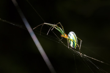 Canvas Print - Beautiful spider (pres. genus Leucauge, aka orchard spider, a long-jawed orbweaver) during a ecotourism jungle hike in Gunung Leuser National Park, Bukit Lawang, Sumatra, Indonesia