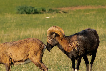 Wall Mural - mouflon grazing in a green meadow