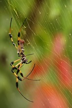 A Golden Silk Orb Weaver Spider (Nephila Clavipes) Also Called Banana Silk Spider In Its Net With Green And Red Background In Florida Everglades National Park.