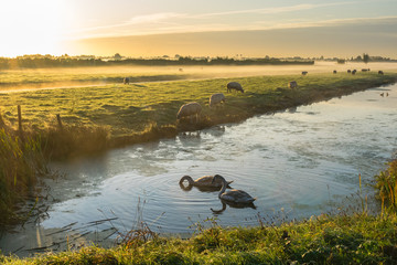 Wall Mural - swans are swimming in the calm water of a dutch canal while sheep are grazing in a meadow covered wi