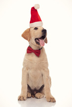 Happy Panting Labrador Retriever Puppy Wearing Santa Hat Looking Up To Side
