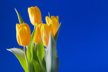 Bouquet Of Bright Yellow Tulips On A Blue Background.