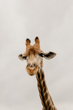Giraffe Portrait Close Up