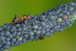 Waldameise bewacht Blattlauskolonie, Ameisen beschützen Pflanzenläuse, Waldameisen behüten Blattläuse, Ameisen hüten Blattläuse, Symbiose zwischen Ameisen und Blattläusen, Blattläuse beschützt