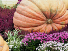 Pumpkin Giant Lies Among Lavender And Other Decorative Flowers, Decorative Installation Of The Farmer's Fair, Autumn Harvest.