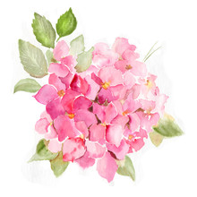 Pink Hydrangea Flowers Surrounded By Green Foliage. Floral Hand-drawn Watercolor Summer Illustration. Wild Spring Leaf Wildflower Aquarelle. Natural Botanical Sketch Isolated On White Background