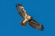 Red-Tailed Hawk in flight against a blue sky