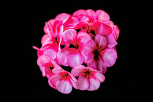 Close Up Of A Beautiful Isolated Pink Geranium Flower Ball With A Black Background