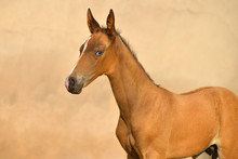 Bay Akhal Teke Breed Foal With Blue Eyes Against Yellow Background. Animal Portrait.