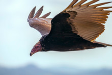 Turkey Vulture In Flight. Turkey Vulture Cathartes Aura, In Flight, Dominican Republic.