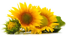 Three Yellow Sunflowers.