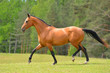 Bay akhal teke breed stallion runs in trot in the green summer field up. Animal portrait in motion.