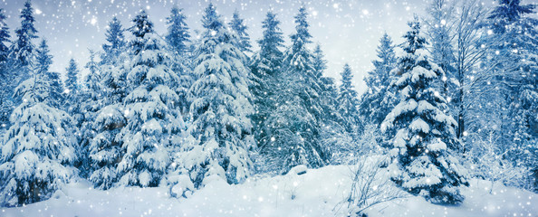 Winter landscape with snow covered fir trees. Winter background.