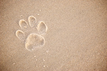 Single Dog Pawprint On The Beach In Textured Brown Sand