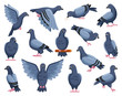 Pigeon of peace cartoon vector illustration on white background.Vector illustration set icon dove of bird .Isolated set cartoon icon pigeon.