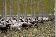  Autumnal Landscape With Trees With Brown Leaves And Some Sheep Grazing In The Forest.