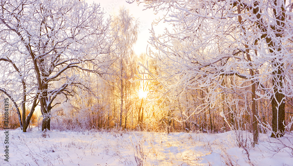 snowy winter landscape panorama - obrazy, fototapety, plakaty 