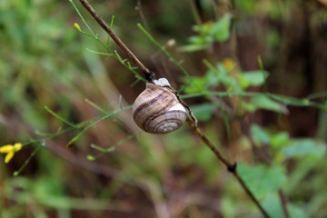 snail on a tree