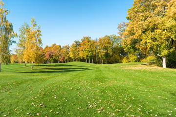 Autumn trees in forest on green grass field