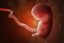 Human Embryo Or Fetus With Placenta. IVF And Artificial Insemina