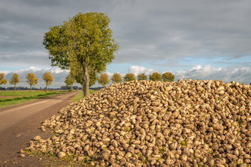 Poster - Recently harvested sugar beets waiting for transport