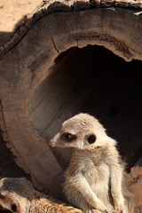 Wall Mural - meerkat on guard