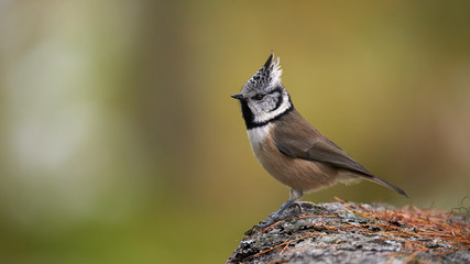 Canvas Print - Lovely crested tit, Lophophanes cristatus.