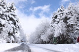 Fototapeta Las - 雪の林道