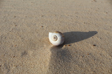 shell on the beach