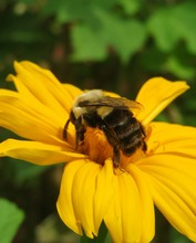 Bumblebee On Yellow Flower