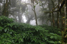Angkha Nature Study Route, Tropical Rain Forest At Doi Inthanon National Park, Chiang Mai Province, Thailand  