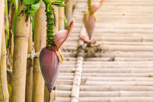 The Ripe Banana Blossom And Bananas Bunch Above The Bamboo Walkway In The Garden.