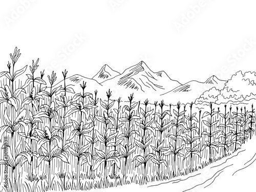 Cuadros en Lienzo Cornfield graphic black white landscape sketch illustration vector