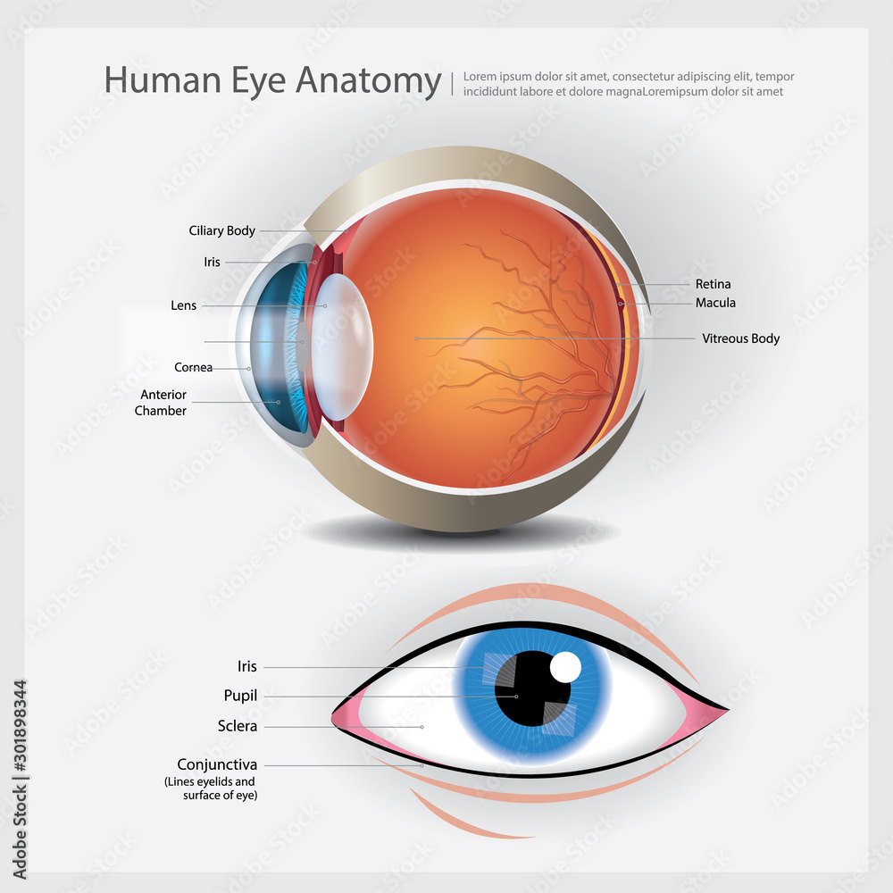Human Eye Anatomy Vector Illustration Stock Vector | Adobe Stock