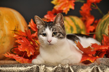 Gray With White Cat In The Studio On An Autumn Background With Pumpkins And Maple Leaves