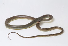 Ptyas Korros, Commonly Known As The Chinese Ratsnake Or Indo-Chinese Rat Snake, Is A Species Of Colubrid Snake Endemic To Southeast Asia Isolated On White Background