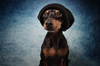 Portrait im Studio Hund mit Mütze und Pullover vor blauem und schwarzem Hintergrund