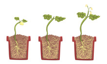 Stages Of Sprout Growth In A Clay Pot With Soil. Vector Illustration.