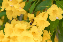 Worker Bees Find Nectar From Yellow Flowers.