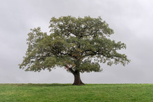 Single Monumental Oak Tree In A Grassland Against A Gray Sky